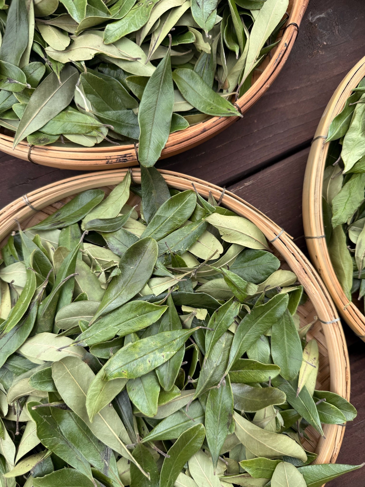 Island Sunrise Brew: Yerba Mate Lemongrass & Galangal Elixir