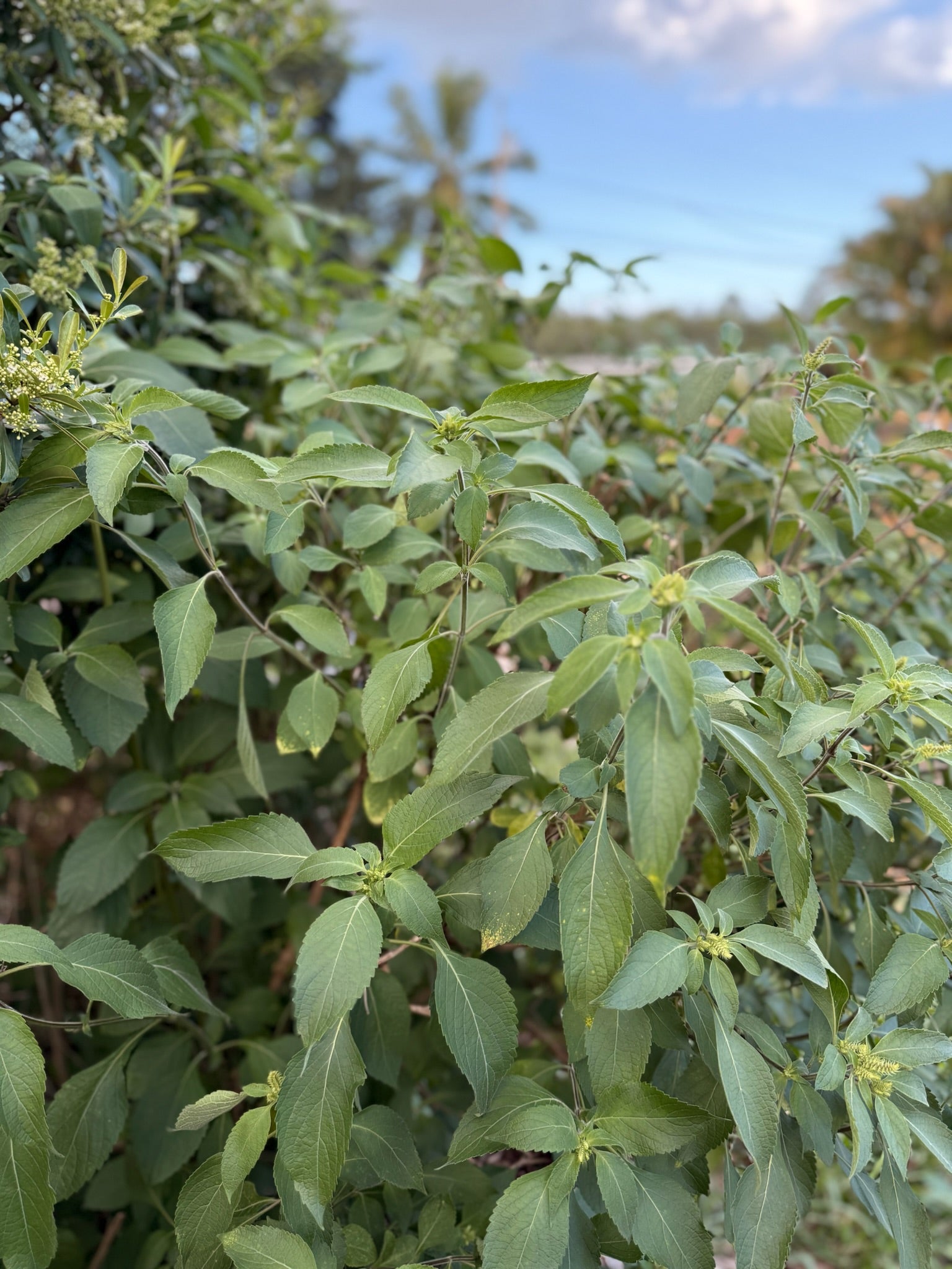 Tulsi Tranquilitea: Holy Basil Lemongrass Galangal & Kumquat Elixir