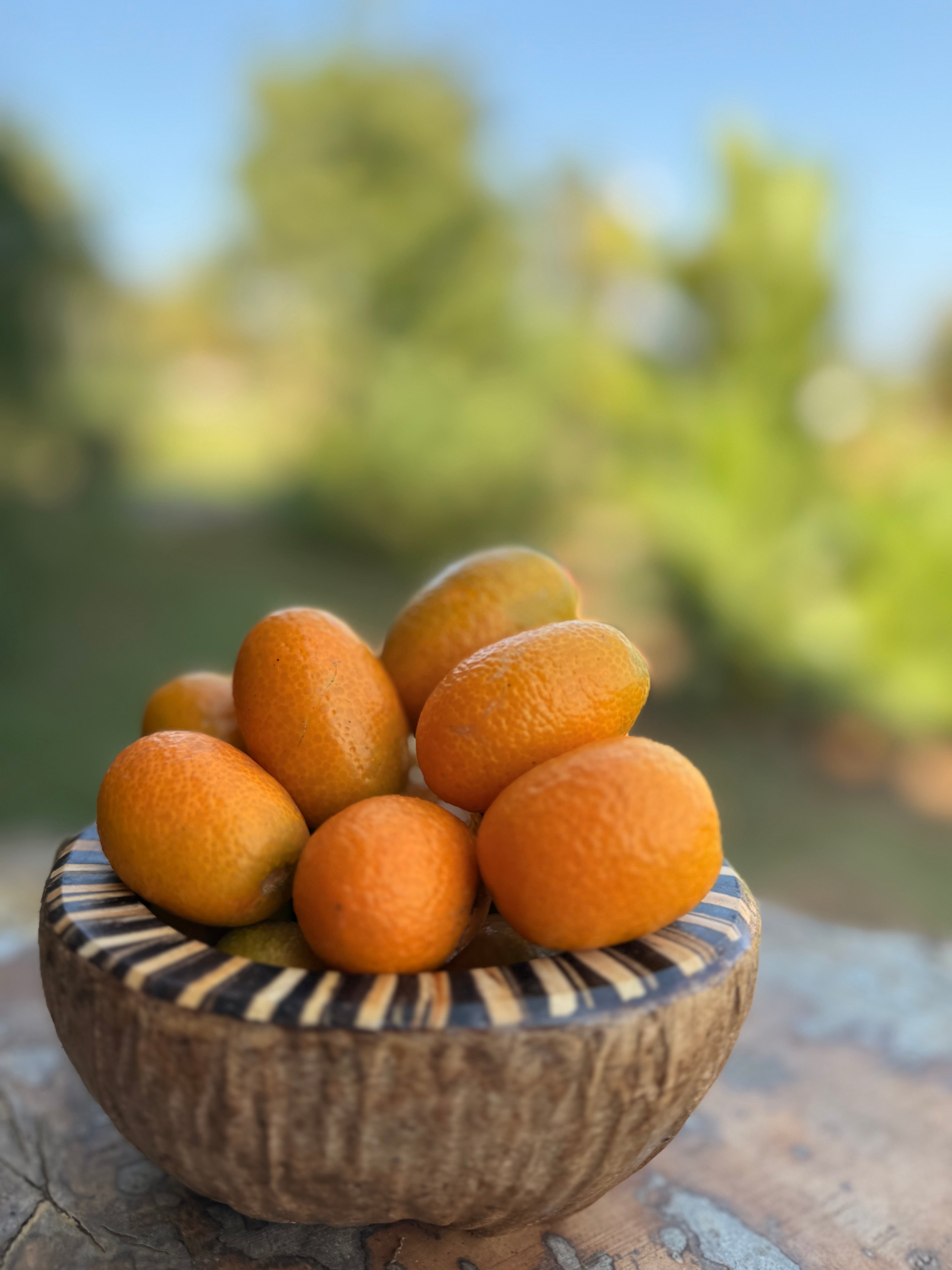 Tulsi Tranquilitea: Holy Basil Lemongrass Galangal & Kumquat Elixir